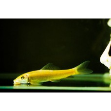 Геринохейлус золотой (Gyrinocheilus aymonieri albino) - 3-3,5см