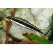 Сиамский водорослеед САЕ (Epalzeorhynchos siamensis) - 3,5-4см