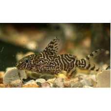 Синодонтис  (Synodontis eupterus) - 3см