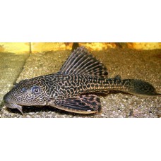 Плекостомус (Hypostomus plecostomus) - 5-6см