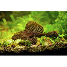 Парчевый сом оранж птеригоплихт (Pterygoplichthys gibbiceps) - 3-4см