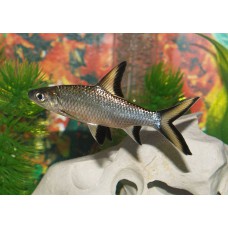 Акулий балу (Balantiocheilos melanopterus) - 5-5,5см