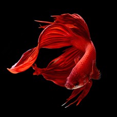 Петух вуалевый красный, синий, зеленый, мультиколор (Betta splendens) - 5-6см