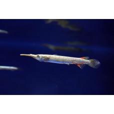 Дермогенис пусилус щучка живородящая (Dermogenys pusillus) - 3-4см