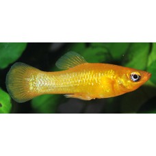 Моллинезия апельсин (Poecilia sphenops) - 3см