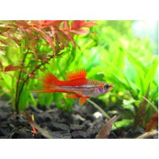 Меченосец радужный (Xiphophorus helleri) - 3-4см