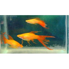 Меченосец мериголд  (Xiphophorus helleri) - 3-4см