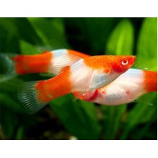 Меченосец санта клаус (Xiphophorus helleri) - 3см