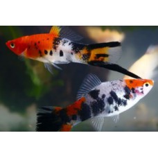 Меченосец кои (Xiphophorus helleri) - 3см