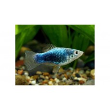 Пецилия голубая такседо (Xiphophorus maculatus) - 1,5-2см