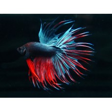 Петух коронохвостый отборной (Betta splendens) - 6см