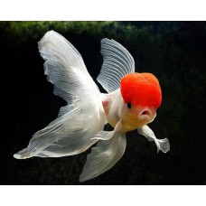 Оранда красная шапочка круглая тайская импорт (Carassius auratus) - 7-8см