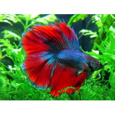 Петух двухвостый гибрид с халфмуном (Betta splendens) - 5-6см 