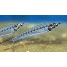 Стеклянный индийский сом (Kryptoterus bicirrhis) - 4,5-5см