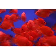 Трехгибридный попугай красный (Hybrid cichlid) - 7-8см