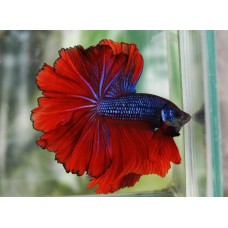 Петух халфмун (Betta splendens) - 5-6см