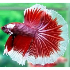 Петух супер дельта (Betta splendens) - 5-6см