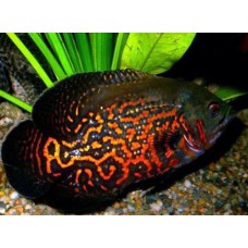 Астронотус тигровый импорт (Astronotus ocellatus) - 5-5,5см