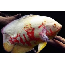 Астронотус тигровый альбинос импорт яркий (Astronotus ocellatus) - 5-6см