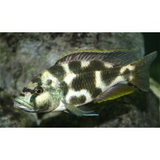 Ливингстон (Nimbrochromis livingstoni) - 3-3,5см