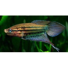 Гурами ворчащий (Trichopsis vittatus) - 3см 