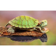 Красноухая черепаха (Trachemys scripta) - 4-5см