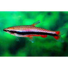 Нанностомус бекфорда (Nannostomus beckfordi) - 3-4см