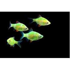 Барбус глофиш зеленый (Puntius tetrazona Glofish) - 2-3см