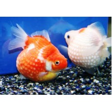 Жемчужинка ситцевая, красно-белая импорт (Carassius auratus) - 5см