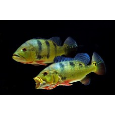 Цихла оцеллярис (Cichla ocellaris) - 5-6см