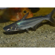 Пангасиус (Pangasius sutchi) - 7см