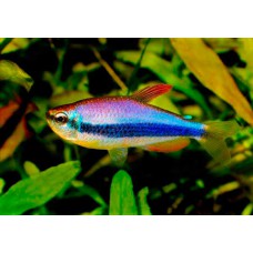Керри (Inpaichthys kerri) - 2см