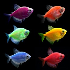 Тернеция глофиш GloFish микс (Gymnocorymbus ternetzi) - 2-3см