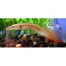 Макрогнатус глазчатый (Macrognathus aculeatus) - 5см